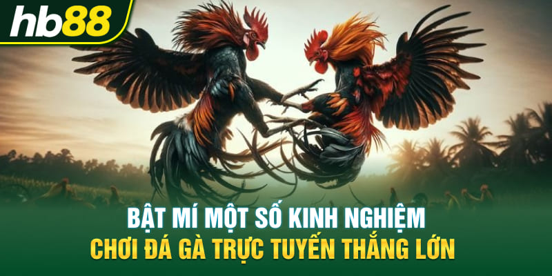 Bật mí một số kinh nghiệm chơi đá gà trực tuyến thắng lớn