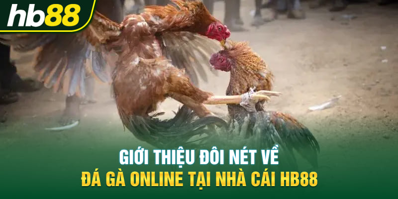 Giới thiệu đôi nét về đá gà online tại nhà cái Hb88