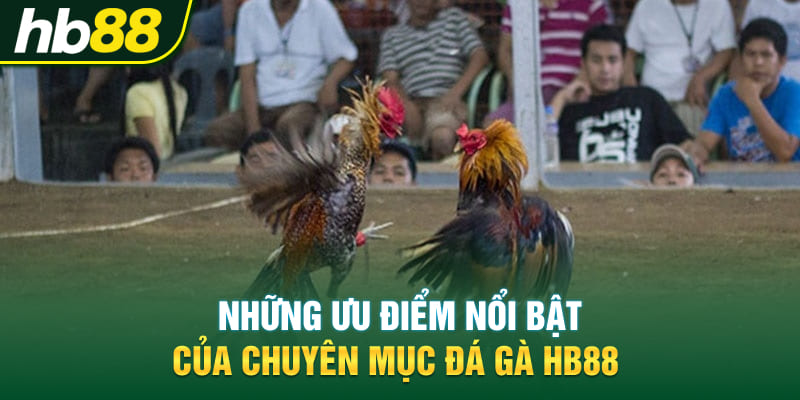 Những ưu điểm nổi bật của chuyên mục đá gà Hb88